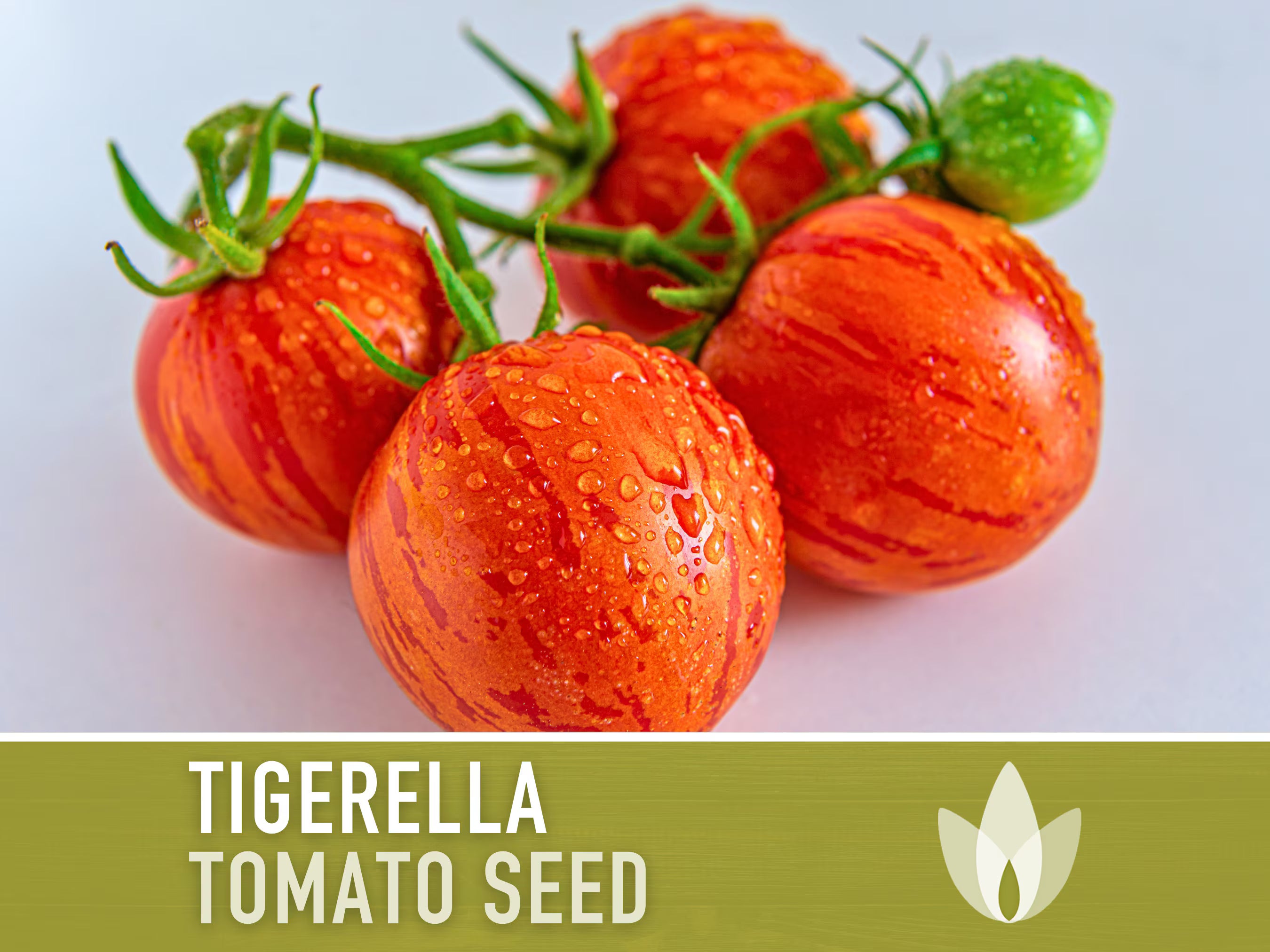 Tigerella Tomato Seeds - Heirloom Seeds, Slicing Tomato, Green Zebra, Salad Tomato, Solanum Lycopersicum, Open Pollinated, Non-GMO
