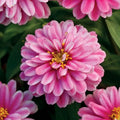 Baby Pink Globe Zinnia Seeds: Delicate Beauty for Your Garden(starter pack)
