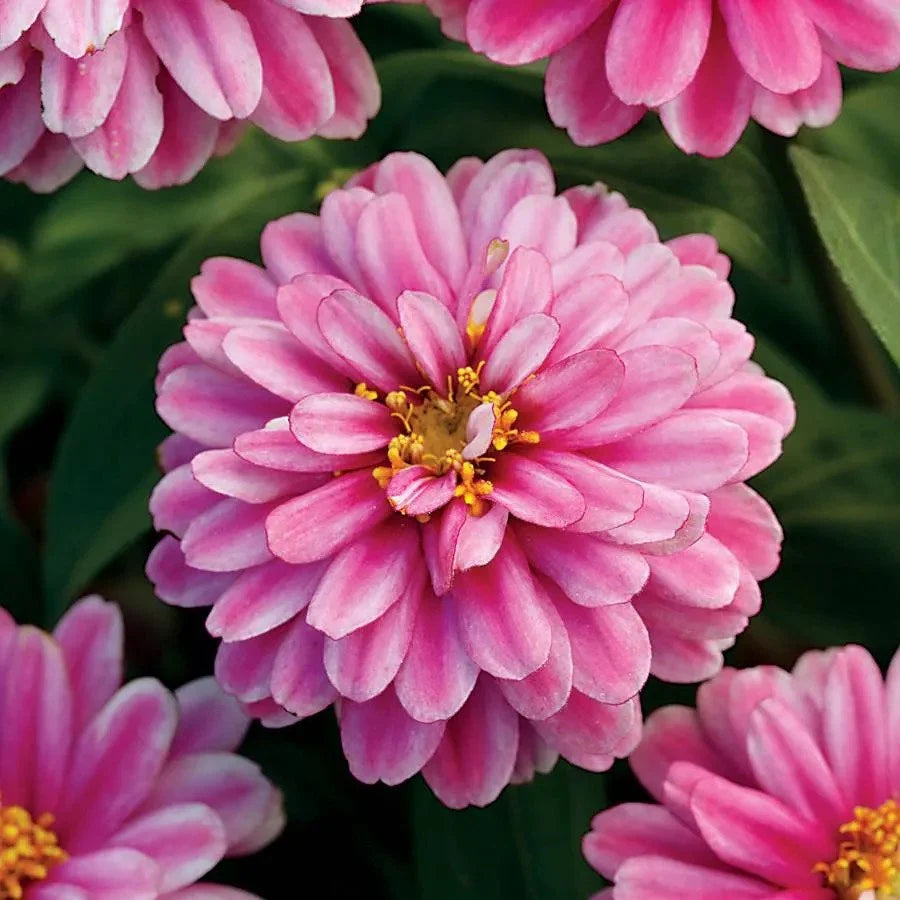 Baby Pink Globe Zinnia Seeds: Delicate Beauty for Your Garden(starter pack)
