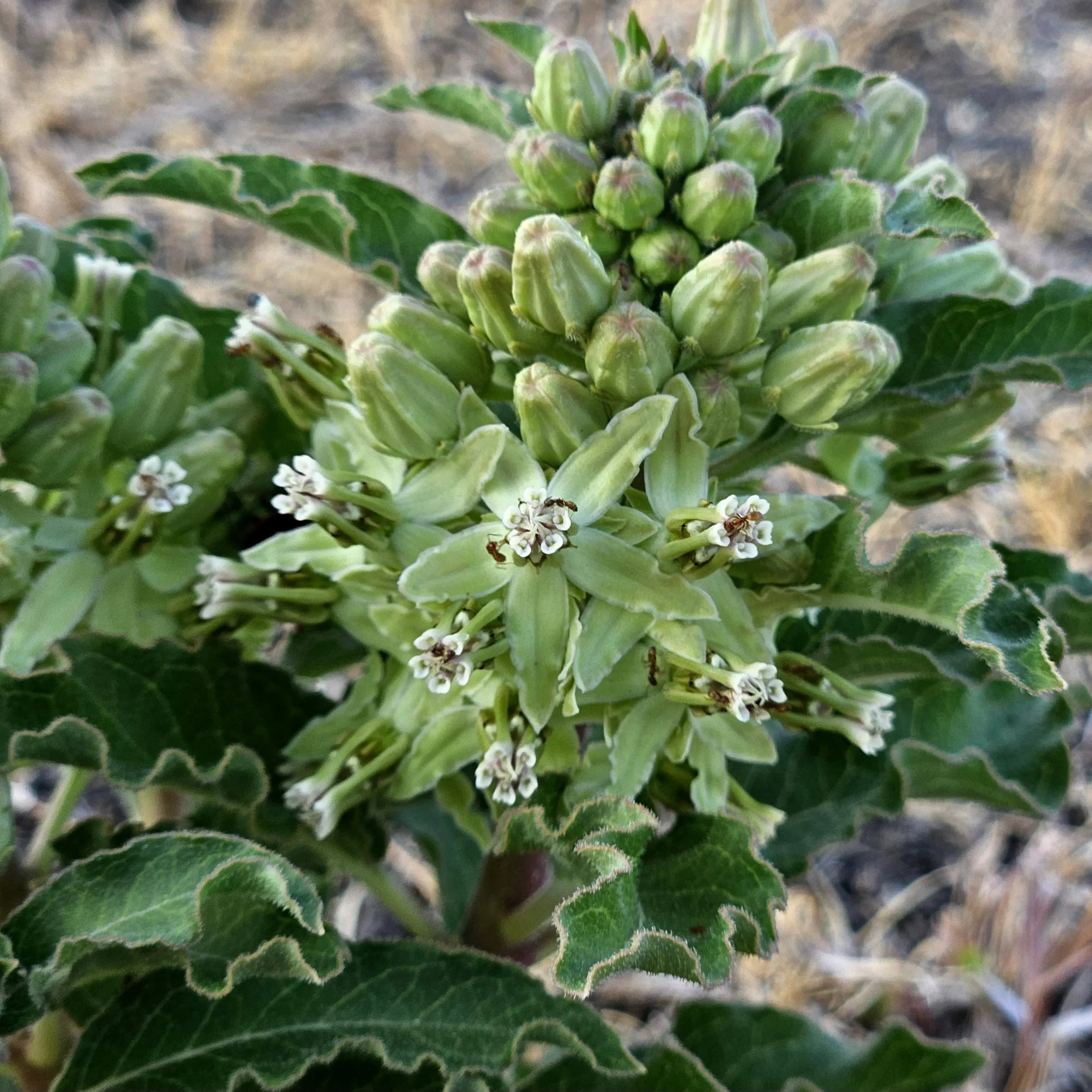 Asclepias oenotheroides 14 Seeds Zizotes Longhorn Side-Cluster Milkweed Texas Ecotype *FREE SHIPPING*