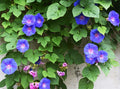 Grandpa OTT Purple Morning Glory Vine Seeds - Approximately 165 Seeds - Genus Ipomoea