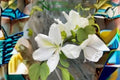Bauhinia Alba Seeds: 10 White Orchid Tree Seeds, Tropical Garden Plant