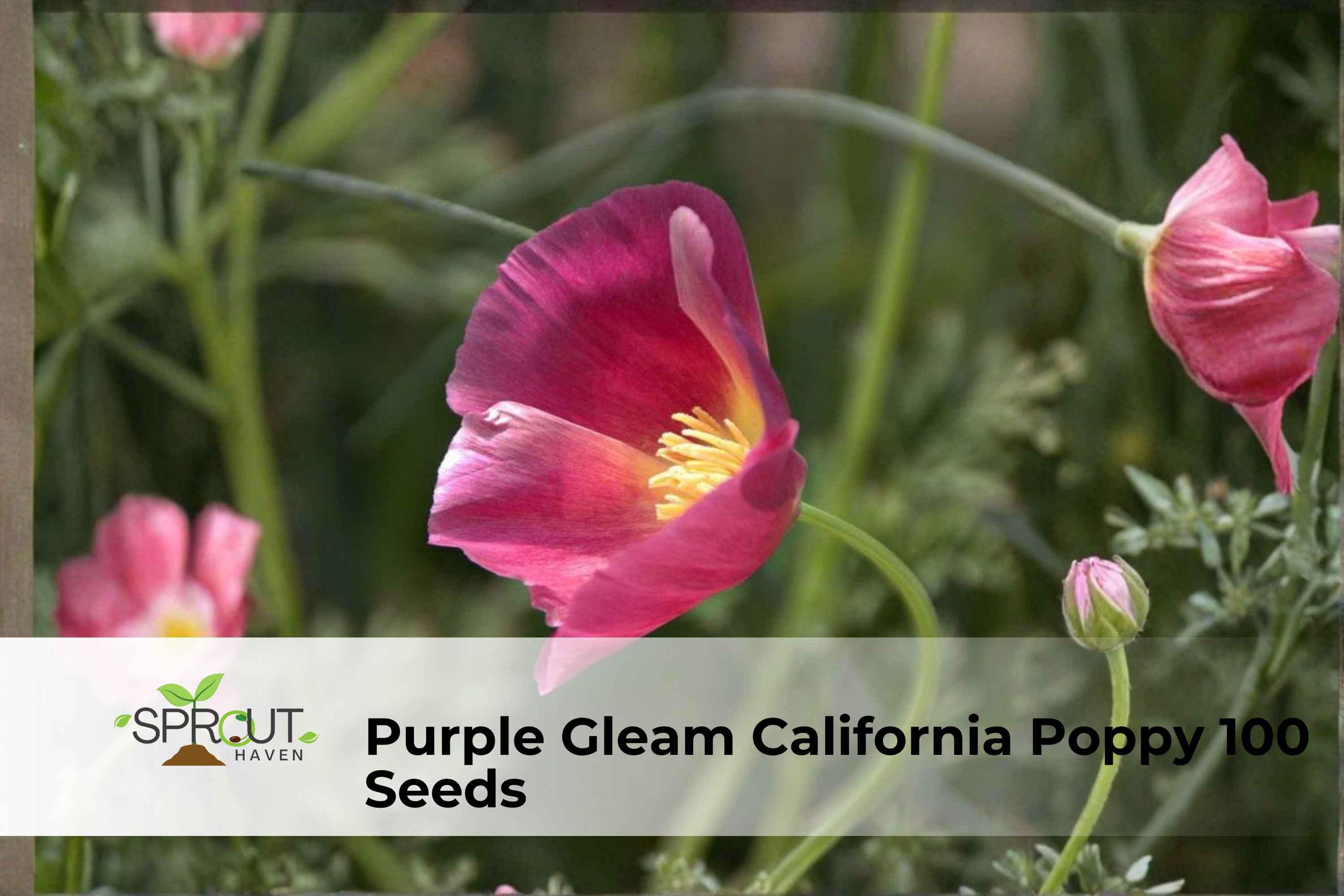 Purple Gleam California Poppy 100 Seeds | Vibrant Perennial Wildflower, Free Shipping