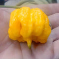 Yellow Reaper Pepper Seeds(10+ Seeds)