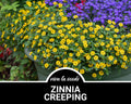 Zinnia, Creeping | 100 Seeds | Heirloom Flower | Low Growing  Spreading | Easy to Grow | Non-GMO | Sanvitalia procumbens