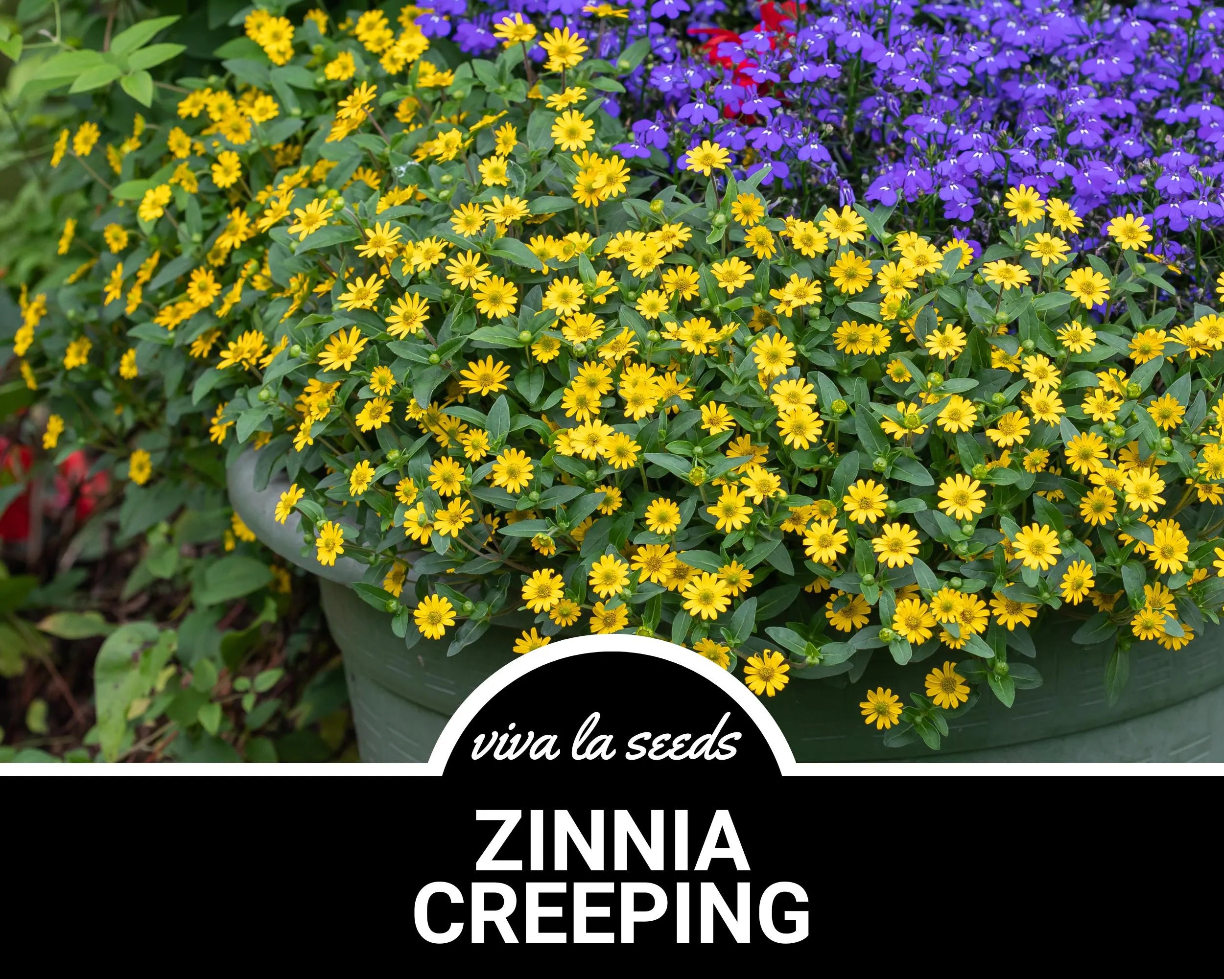 Zinnia, Creeping | 100 Seeds | Heirloom Flower | Low Growing  Spreading | Easy to Grow | Non-GMO | Sanvitalia procumbens