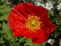 RED ICELAND POPPY Seeds *Free Shipping!* Fresh  Organic Papaver nudicaule Seeds | Red Outdoor Flower Seeds for Planting | Cold Tolerant(200 Seeds)