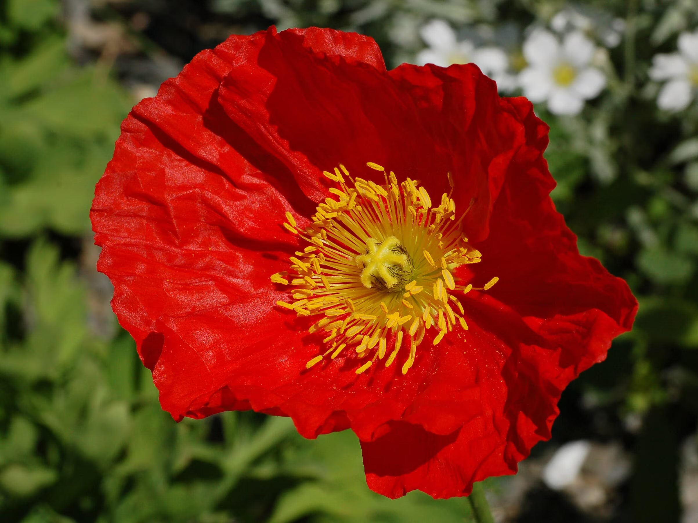 RED ICELAND POPPY Seeds *Free Shipping!* Fresh  Organic Papaver nudicaule Seeds | Red Outdoor Flower Seeds for Planting | Cold Tolerant(200 Seeds)