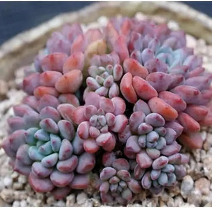 Echeveria amoena perote, rare succulent, 10 seeds [SEEDS ONLY]