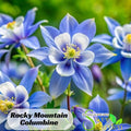 Blue Rocky Mountain Columbine Seeds - Cold Resistant - Deciduous - Potted - Attracts pollinators - Plant in Late Summer to Early Fall - #98