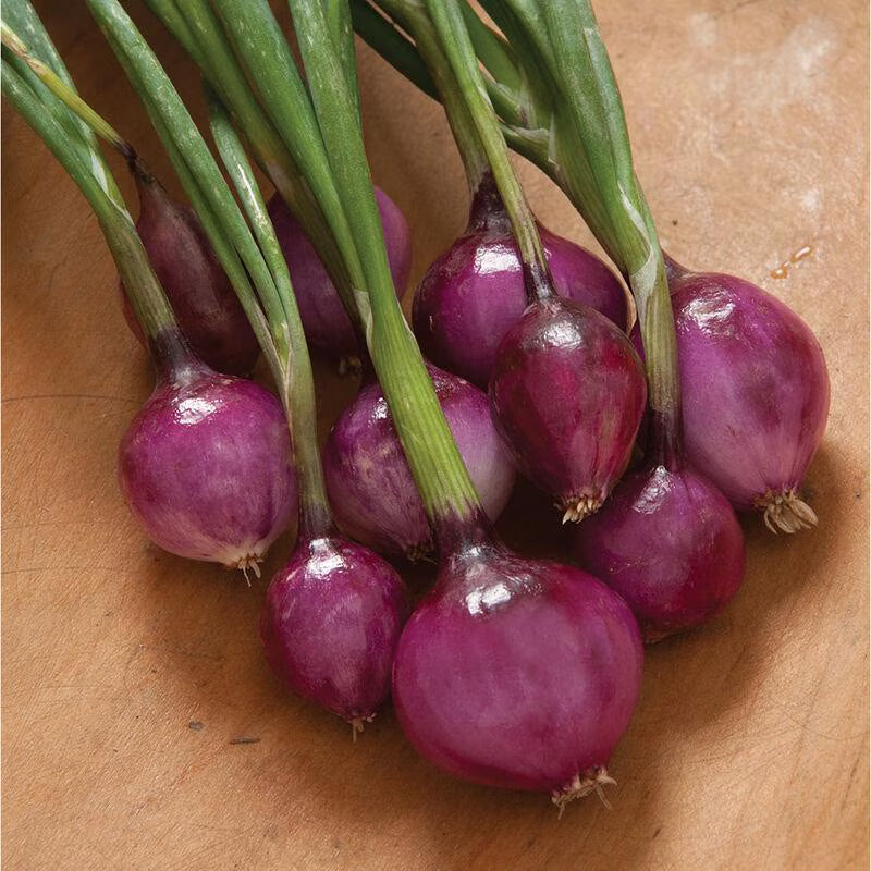 Purplette Onion Seed with Tracking, Non-GMO Onion Variety, Specialty Onion Seeds, Urban Gardening(150 Seeds)