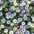 200+ Love In A Mist Nigella Jewels Mix Flower Seeds, Non-GMO(200 Seeds)