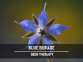 Borage Blue Seeds – Heirloom Medicinal and Culinary Herb, Non-GMO, Beautiful Edible Flowers for Herbal Gardens and Wellness | 100 Seeds