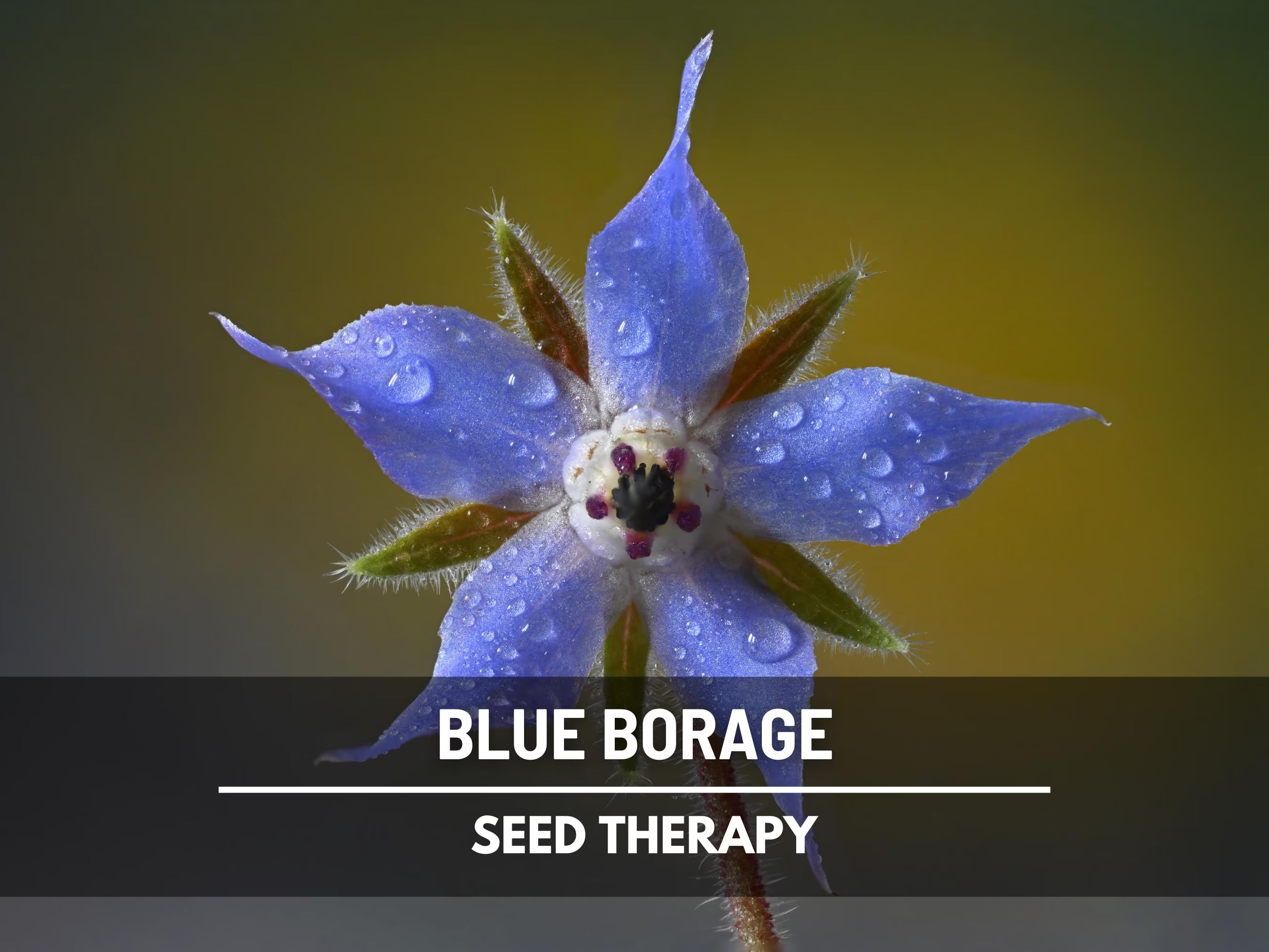 Borage Blue Seeds – Heirloom Medicinal and Culinary Herb, Non-GMO, Beautiful Edible Flowers for Herbal Gardens and Wellness | 100 Seeds