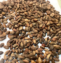 Japanese Black Pine Tree Seeds (PINUS THUNBERGII) (Thunberg Pine)(5 seeds)