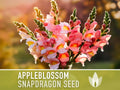 Snapdragon, Appleblossom Seeds - 100 Heirloom Flower Seeds, Cottage Garden, Fairy Garden, Cut Flowers, Annual, Antirrhinum Majus, Non-GMO
