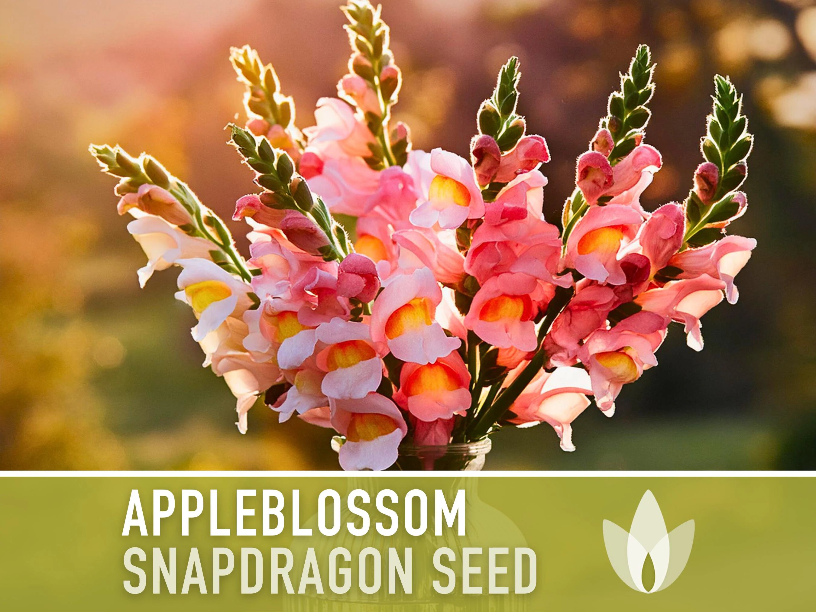 Snapdragon, Appleblossom Seeds - 100 Heirloom Flower Seeds, Cottage Garden, Fairy Garden, Cut Flowers, Annual, Antirrhinum Majus, Non-GMO