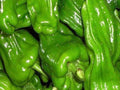 Thin-Skinned Pepper King Seeds / 薄皮椒王种子 – 20 Seeds per Pack | Mildly Spicy, High-Yielding  Early-Maturing