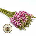 NEW! Plumblossom Snapdragon Seeds, Cut Flower Potomac Series, Antirrhinum Majus AN6325
