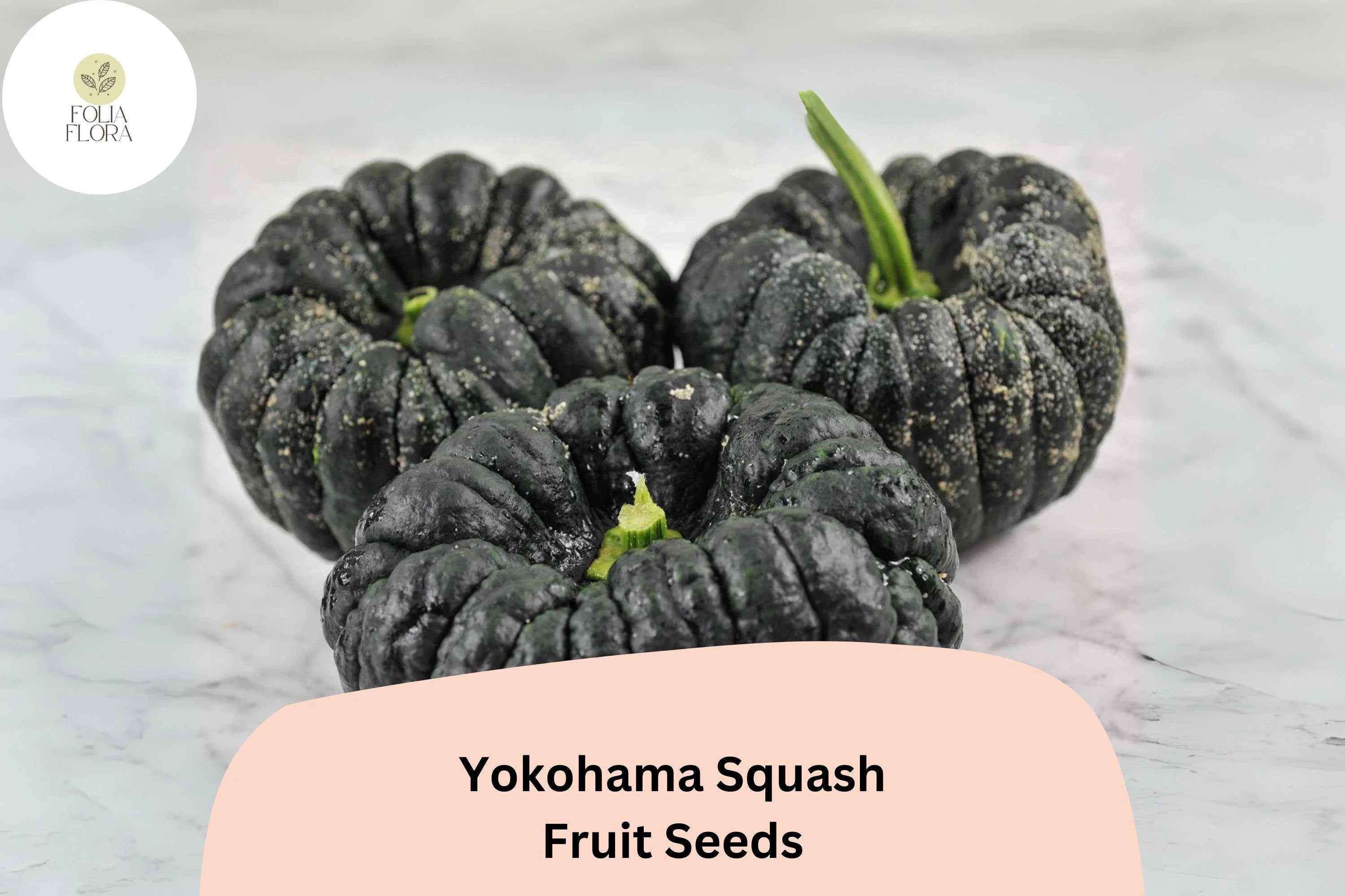 25+ Yokohama Squash Seeds | Rare Japanese Heirloom Winter Squash | Sweet, Rich Orange Flesh  Unique Ribbed Shape
