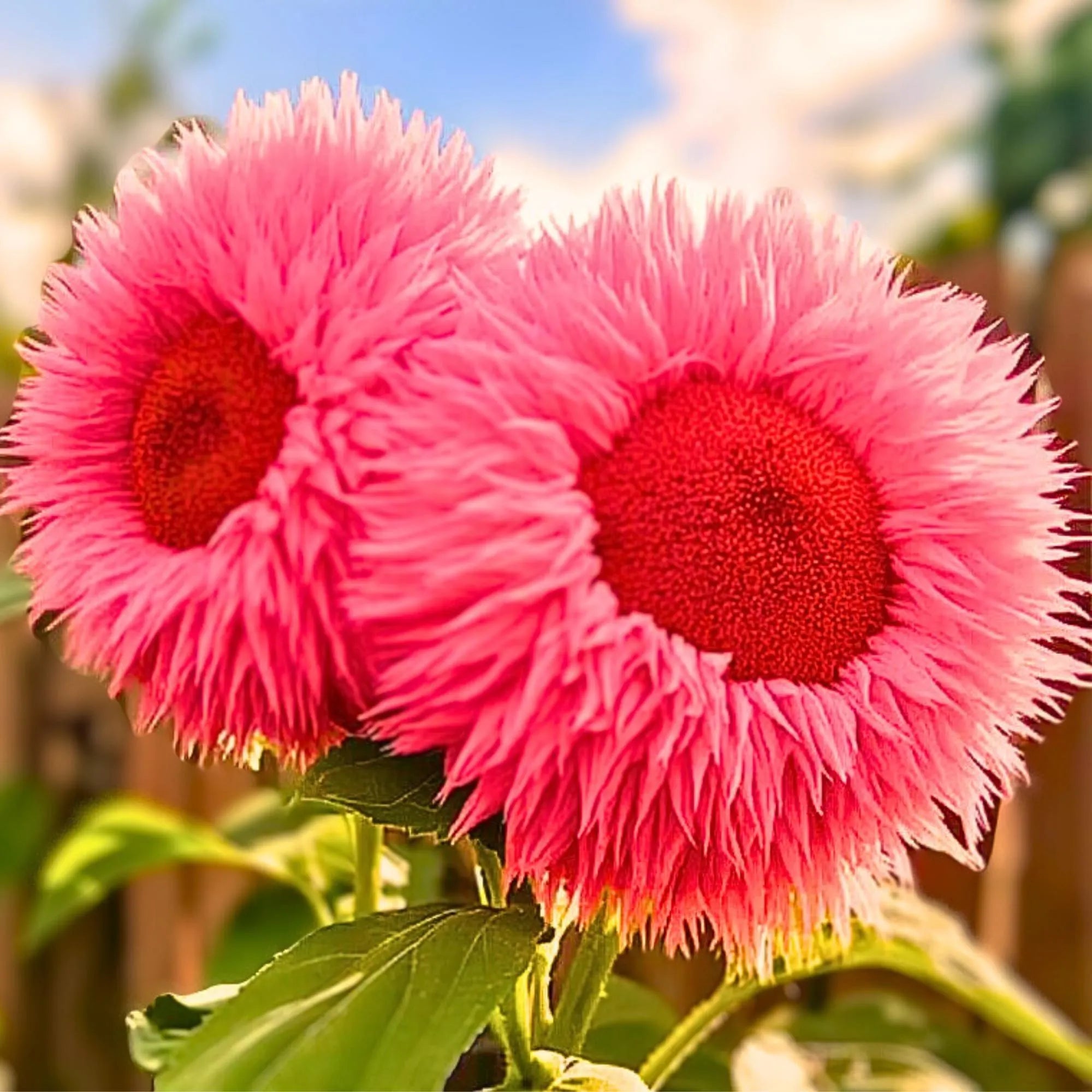 Enchanting Teddy Bear Pink Rare Sunflower 50 Seeds