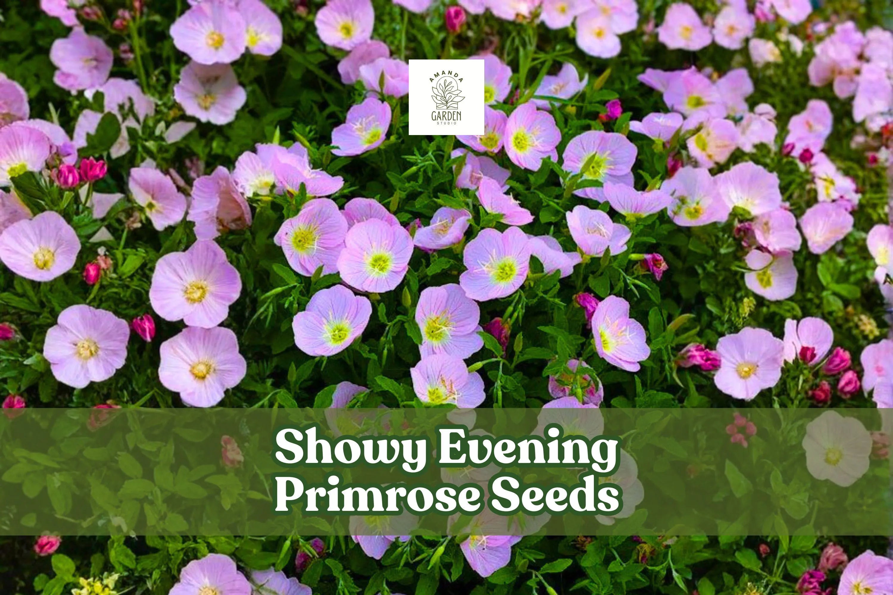 200 Showy Evening Primrose Seeds: Pink Wildflower, Drought Tolerant