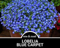 Lobelia, Blue Carpet | 100 Seeds | Heirloom Flower | Great for Hanging Baskets  Ground Cover | Lobelia erinus