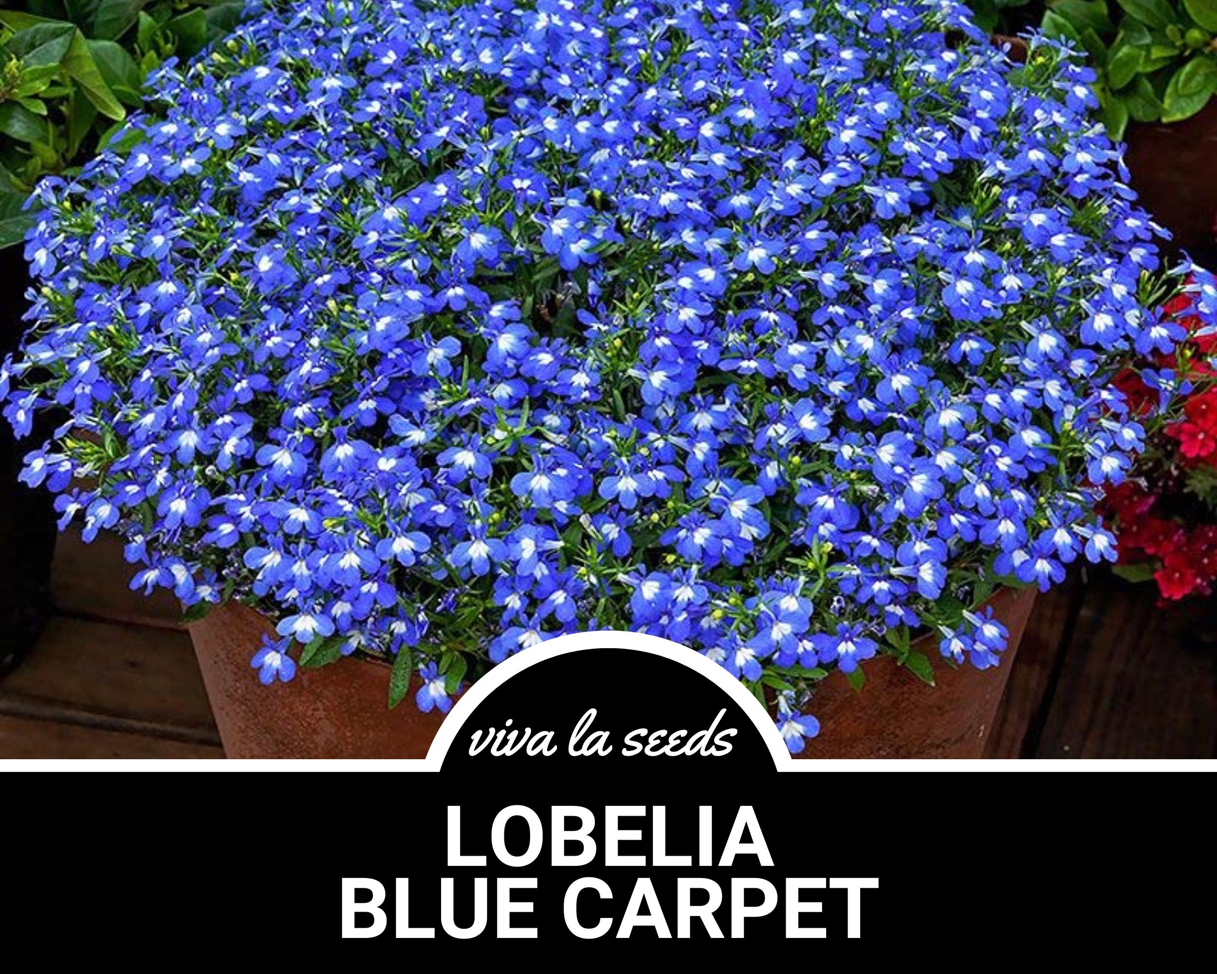 Lobelia, Blue Carpet | 100 Seeds | Heirloom Flower | Great for Hanging Baskets  Ground Cover | Lobelia erinus
