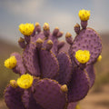 10 Purple Prickly Pear Cactus Seeds: Opuntia Santa Rita, Drought Tolerant