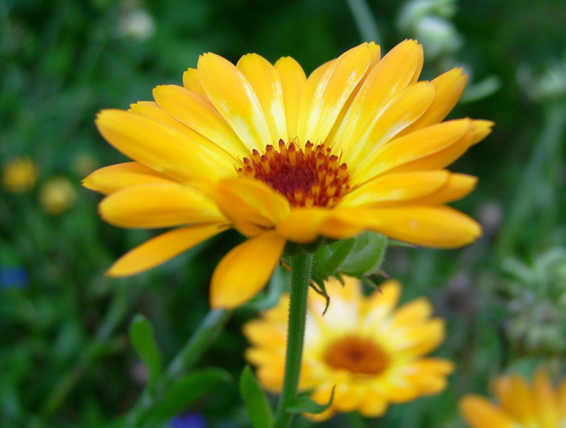 Calendula (Pot Marigold) Seeds (Calendula officinalis)