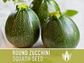Round Zucchini Summer Squash Heirloom Seeds - Perfect for stuffing, Container Garden, Compact Squash, Open Pollinated, Non-GMO