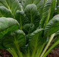 Tat Soi mustard black knight seeds