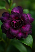 Dark Purple Pink Desert Rose 4 Seeds: Exotic Adenium Obesum Bonsai Flower