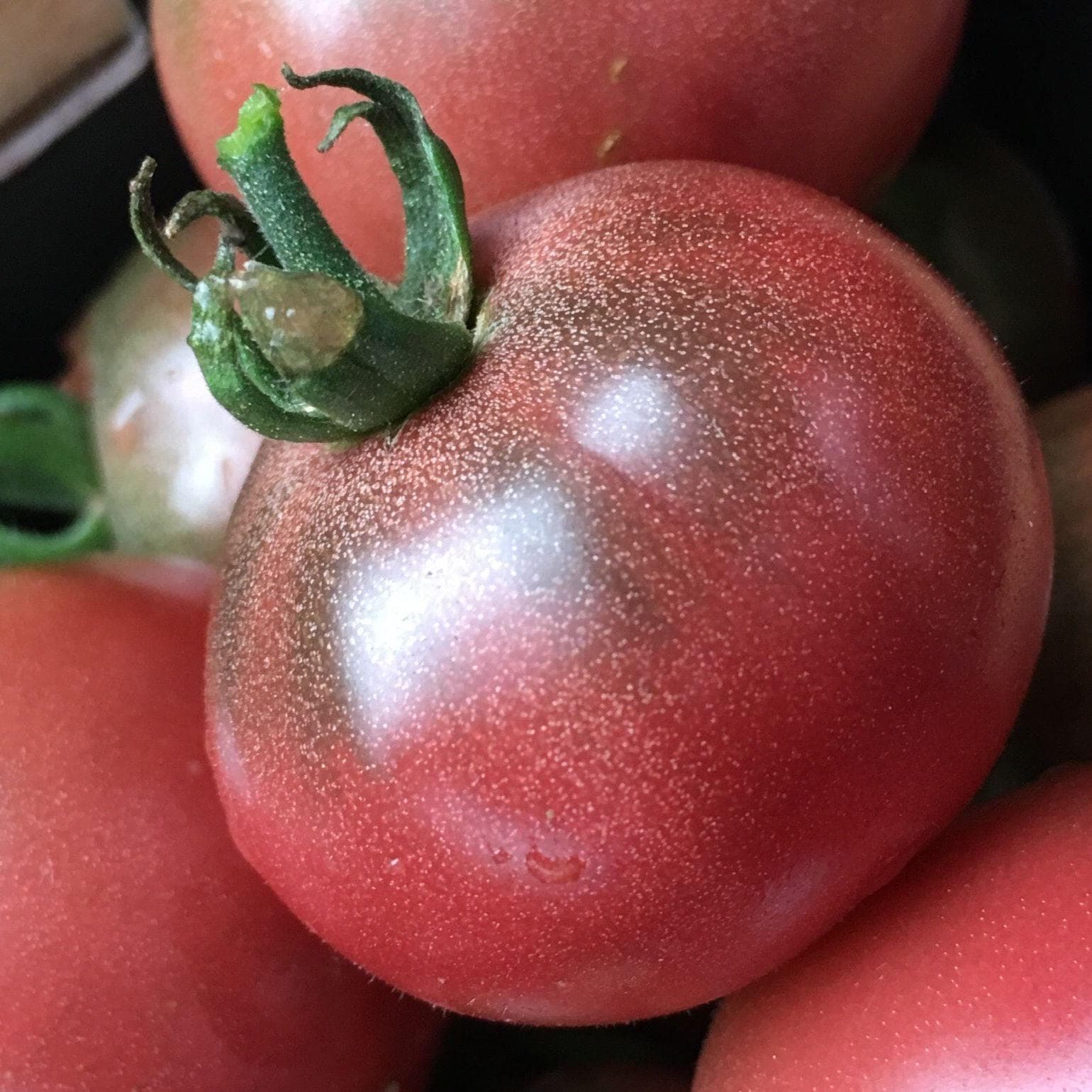 Karma Purple Tomato Seeds