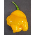 Trinidad Perfume Pepper Seeds(10 Seeds)
