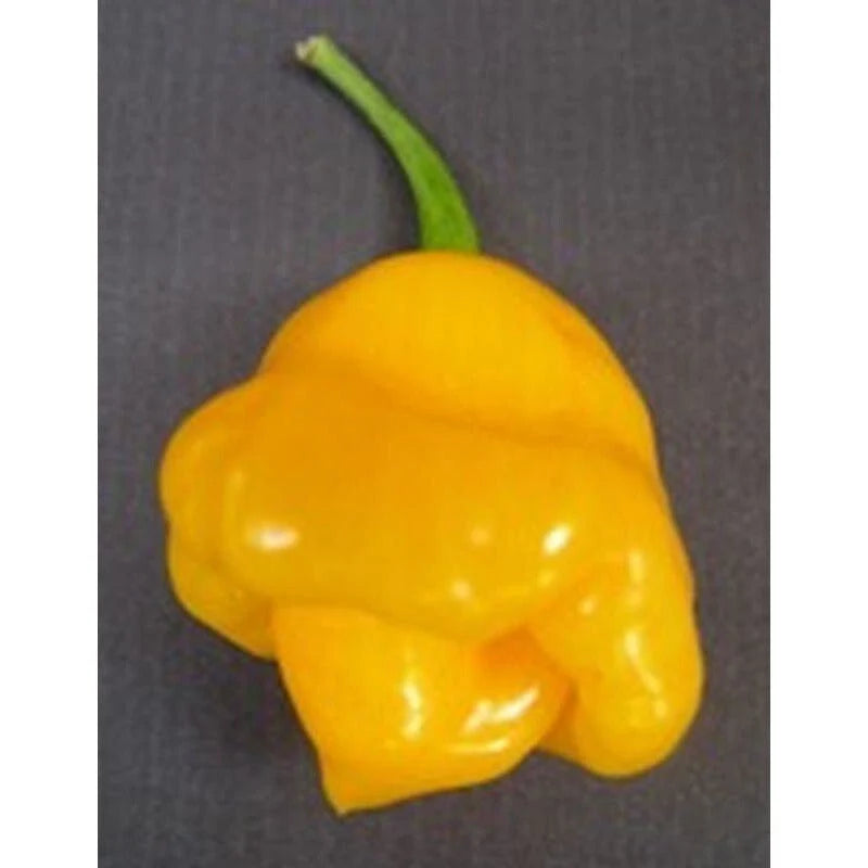 Trinidad Perfume Pepper Seeds(10 Seeds)