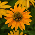Ombré Yellow Coneflower Seeds (Approx. 50 Seeds)