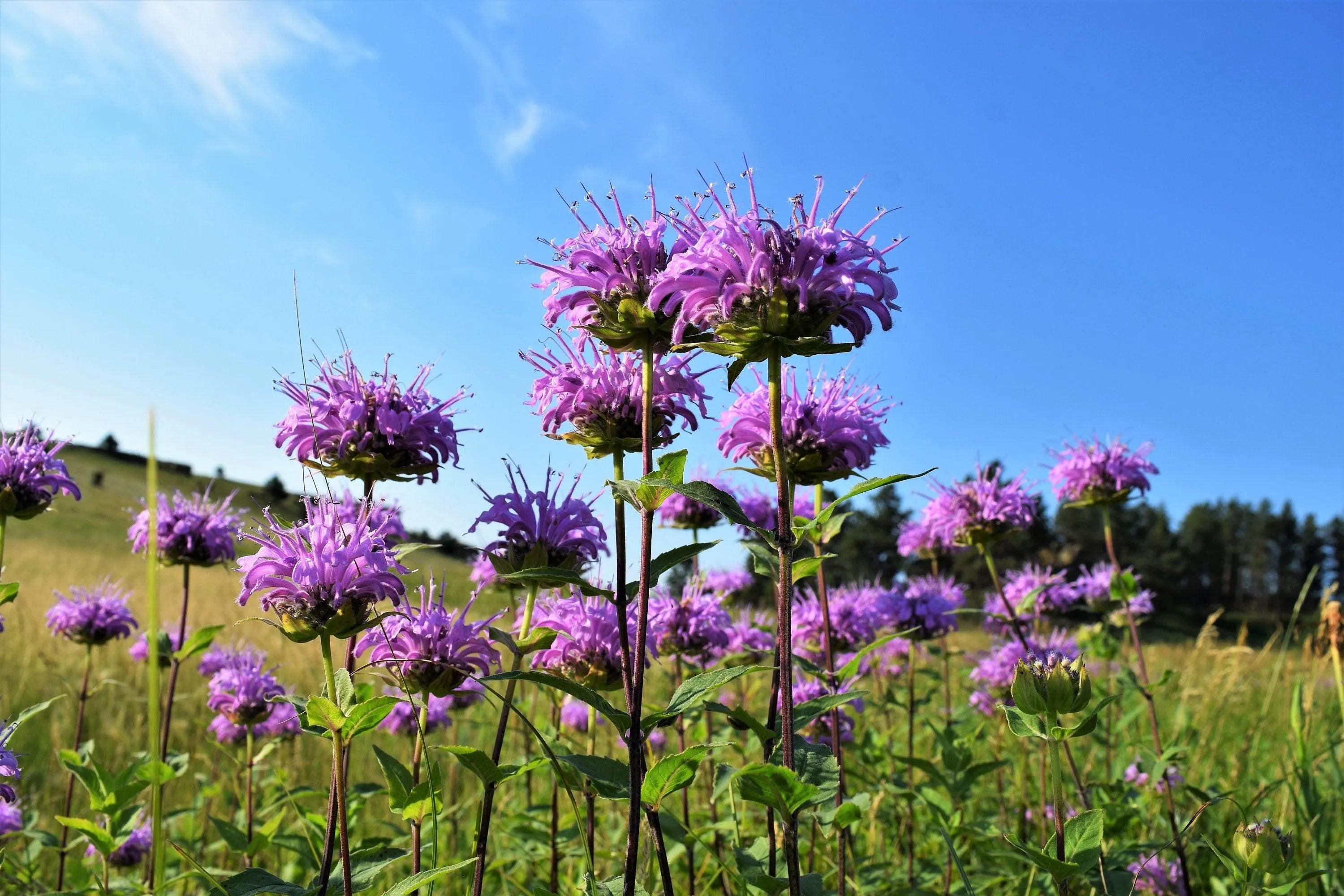 200/1000/2000 WILD BERGAMOT Monarda Fistulosa aka Mintleaf Bee Balm  Oswego Tea Native Herb Purple Flower Seeds(200 Seeds)