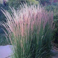 Perennial Farm Marketplace Calamagrostis a. 'Karl Foerster' (Feather Reed) Ornamental Grasses(6 Seeds)