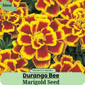 Heirloom Marigold Durango Bee 30 Seeds Package