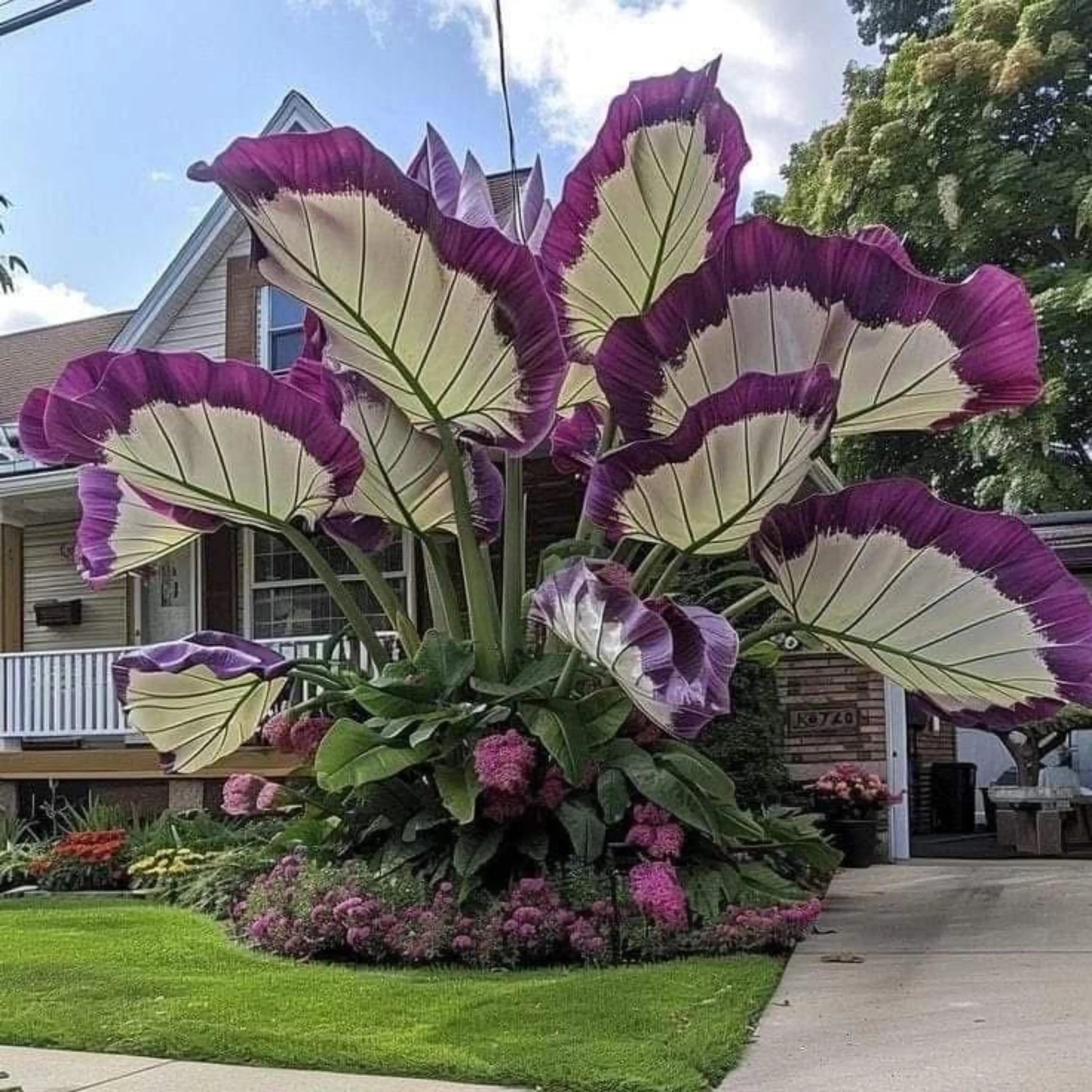 200+ Hosta Seeds | Perennial Shade Plant | Outdoor Garden  Home Beauty