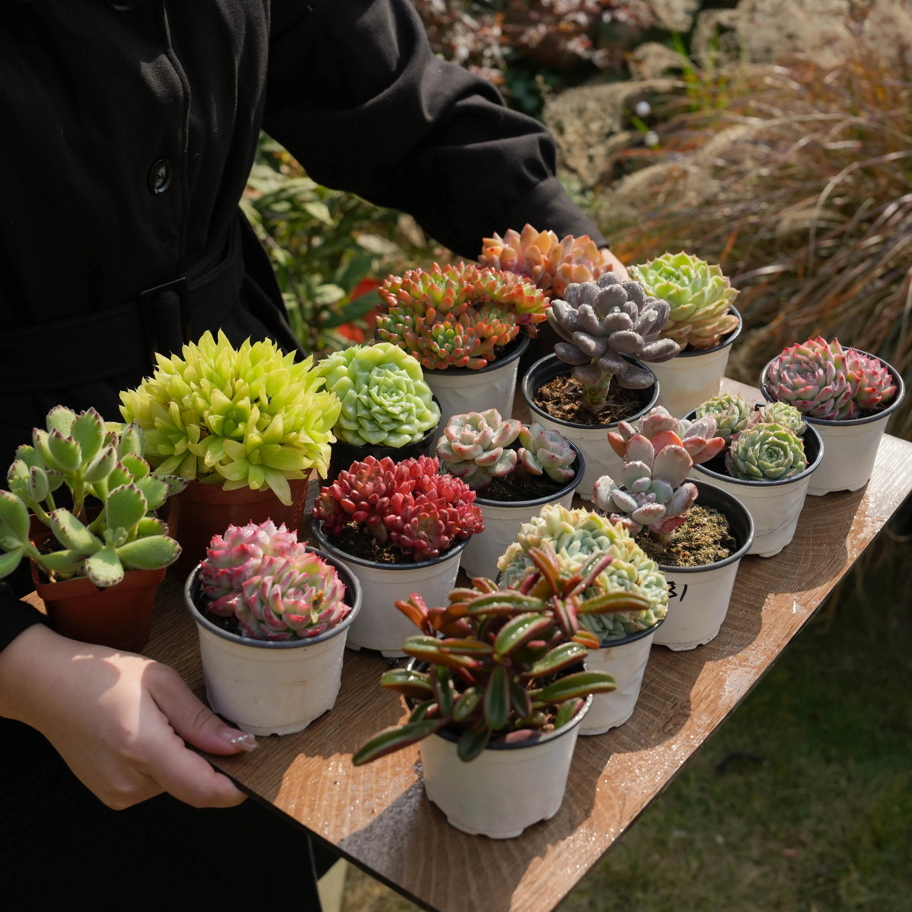 【Free Gifts】Premium Live 7cm-9cm Succulent(1 succulent)